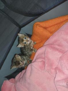 Bengalkitten