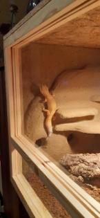 Leopardgecko Männchen Adult
