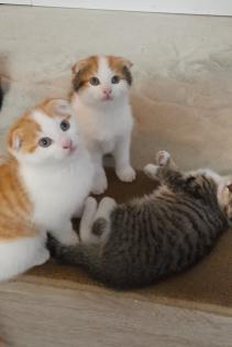 Kitten scotische Mutter und EKH Vater