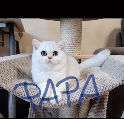 Britisch kurzhaar kitten