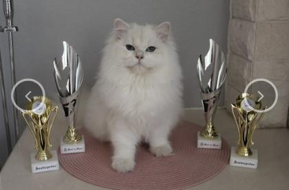 BLH Kitten ab der 12 Woche
