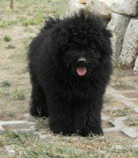 Schwarzer Puli Rüde