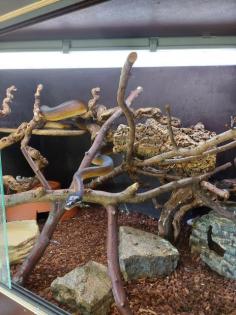Weißlippenpythons abzugeben