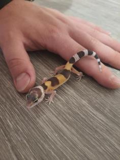 Nachzuchten Leopardgeckos