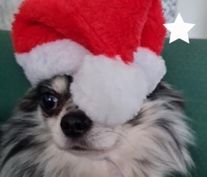 Deckrüde Chihuahua Silber Merle