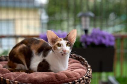 Ein bunter Haufen Orientalischer Kurzhaar Kitten von der zauberhaften Olivia chocolate Tricolour