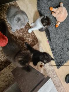 Scottish katzen lange und kurze Haare