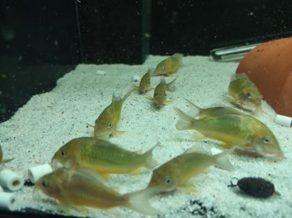 15x adulte Smaragdpanzerwelse - Corydoras splendens