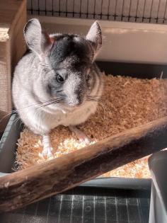 Ein neues Zuhause für zwei süße Chinchillas suchen