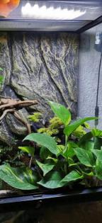 2 Rotaugenlaubfrösche - Agalychnis callidryas mit Terrarium von Exo Terra