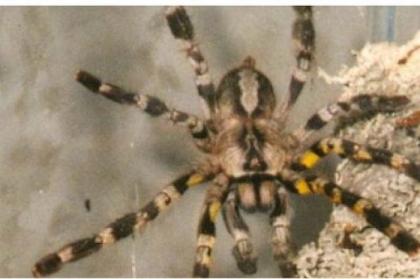 Verpaartes Poecilotheria regalisweibchen