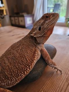 Bartagame inkl. Terrarium abzugeben