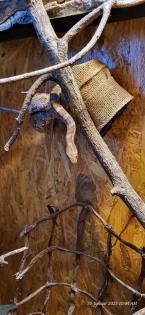 Kornnatter, 2. 0, Pantherophis guttatus, Terrarium 80x80x150 cm
