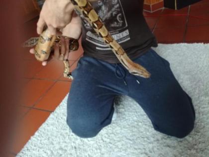 NOTABGABE 2 Boa constrictor imperator