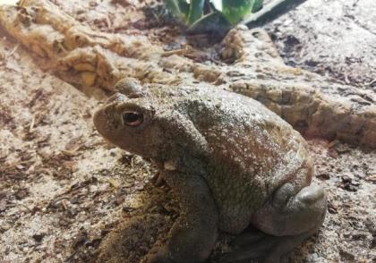 Bufo Alvarius Coloradokröten abzugeben