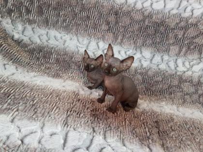 Sphynx Kitten