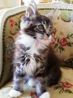 Maine Coon Kittenmädchen mit Stammbaum abgabebereit