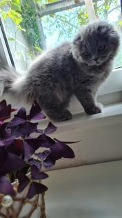 Blh katze kitten mit impfheft