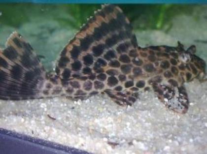 Junger Waben-Schilderwels, 8 cm groß für große Becken abzugeben