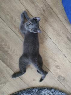 Kater, grau 4, 5 Monate