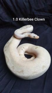 Python Regius Bestandsverkleinerung