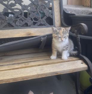 BKH Kitten mit Startpaket Auszugsbereit