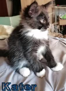 Maine Coon und BKH Katzen