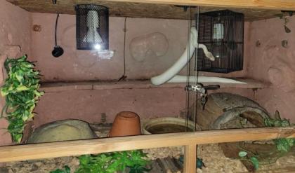 Verkaufe Königspython mit Terrarien und Zubehör