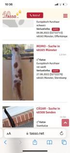 Kater vermisst - weiß mit rot