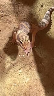 Männlicher Leopardgecko