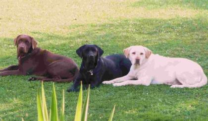 Labradorwelpen aus liebevoller Zucht LABRADOR