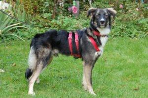 FRATZ - männlich 8 Monate 55 cm 18 kg Mischling Gechipt