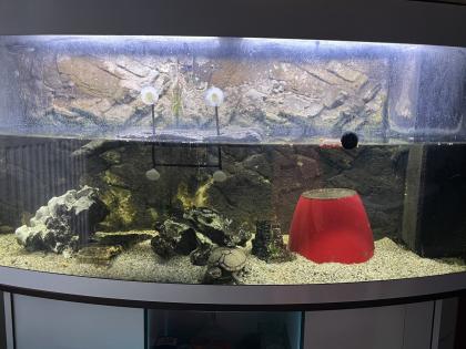 Wasserschildkröte inkl. Aquarium zu verschenken