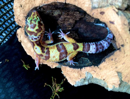 Leopardengecko Snake Eye