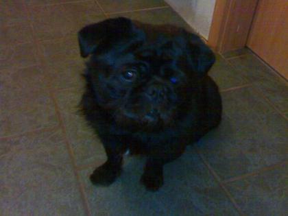 Mopsmix