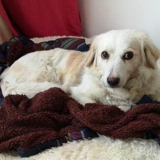 Suki / Status sucht ein Zuhause