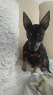 Zwergpinscher
