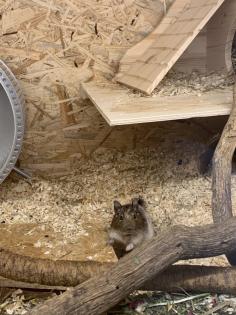 Degu männlich gescheckt