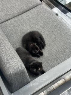 2 süße Kitten abzugeben in tierliebe Hände