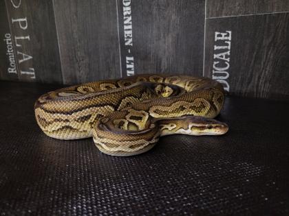 1. 0 Königspython Ballpython Black Pewter black pastel, pastel adult Python Regius