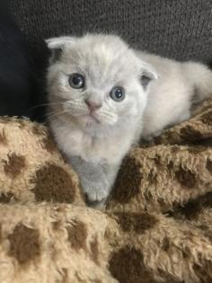 Scottish fold Kitten britisch Kurzhaar Bkh
