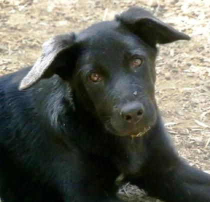 Bobo großes, trauriges Hundekind wurde von den anderen Hunden gemobbt