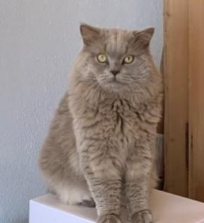 4 süße Bkh Blh Kitten Mädels abzugeben