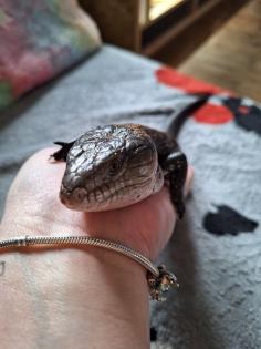 Blauzungenskink mit komplettem Terrarium