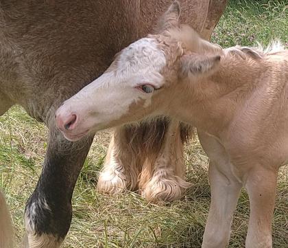 Tinker Irish Cob Fohlen Hengst Palomino