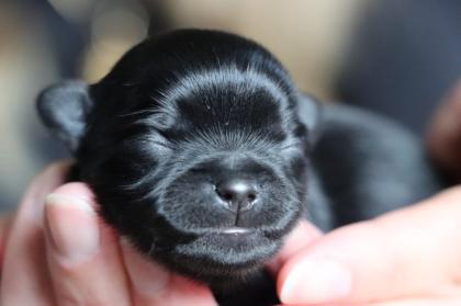 Deckrüde Chihuahua Silber Merle