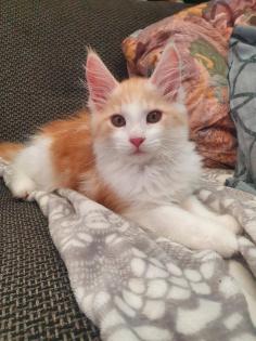 Main coon Katzen zu verkaufen.