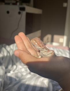 Liebe Bartagame schweren Herzens abzugeben