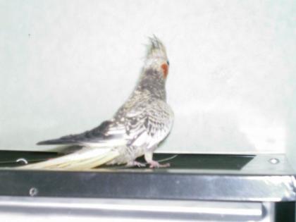 2 Nymphensittiche 1xgeperlt, 1x weißkopf grau handzahm