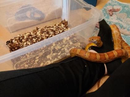4 Kornnattern mit HolzTerrarium und Deko